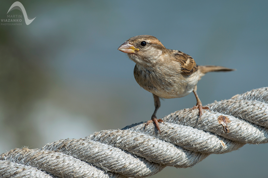 - Vrabec poľný, vrabec domovy, vrabec polny, Passer montanus, vtak