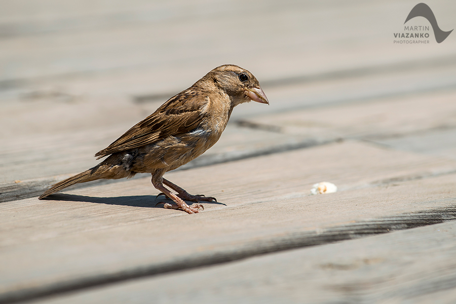 Vrabec, poľný, domový, polny, domovy, Passer montanus, vtak, passer domesticus