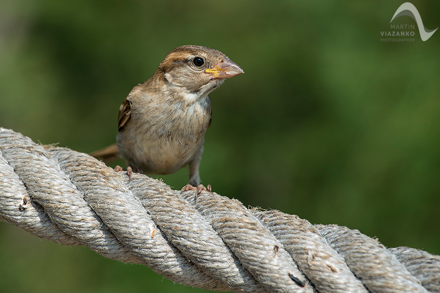Vrabec, poľný, domový, polny, domovy, Passer montanus, vtak, passer domesticus