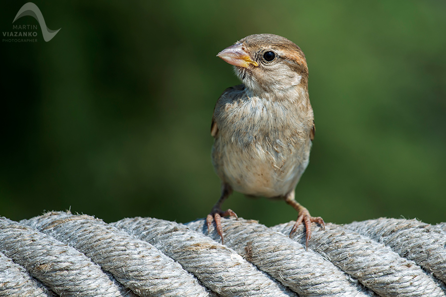 Vrabec, poľný, domový, polny, domovy, Passer montanus, vtak, passer domesticus